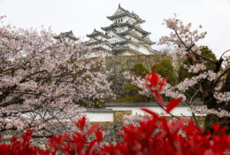 Japan_Sakura_2025 (55/79)
